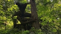 Créature de la forêt.