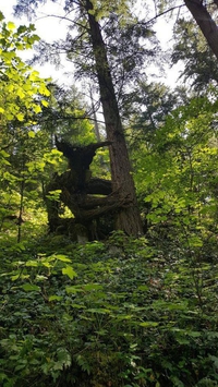 Créature de la forêt.