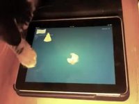 iPad pour chat