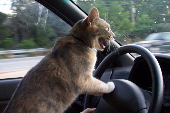 Un chat qui conduit