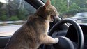 Road_Rage