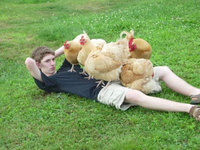 Un type avec ses poules