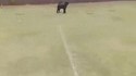 Dog fail