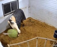 horse-ball