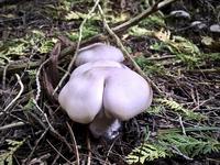 Pendant ce temps, dans la forêt...