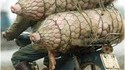 Transport de porcs