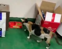 Un chat et une souris