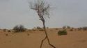 Arbre qui marche