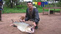 Gros piranha