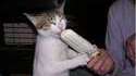 Chat glouton