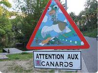 Attention aux canards