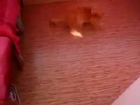 Chat et lumière