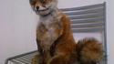 Un renard taxidermisé