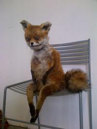 Un renard taxidermisé