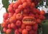 Le retour de l'attaque des tomates tueuses