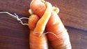 Un couple de carottes