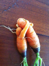 Un couple de carottes