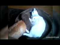 Comme chien et chat 21