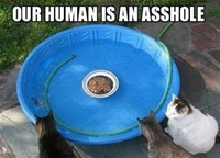 Pâtée pour chat