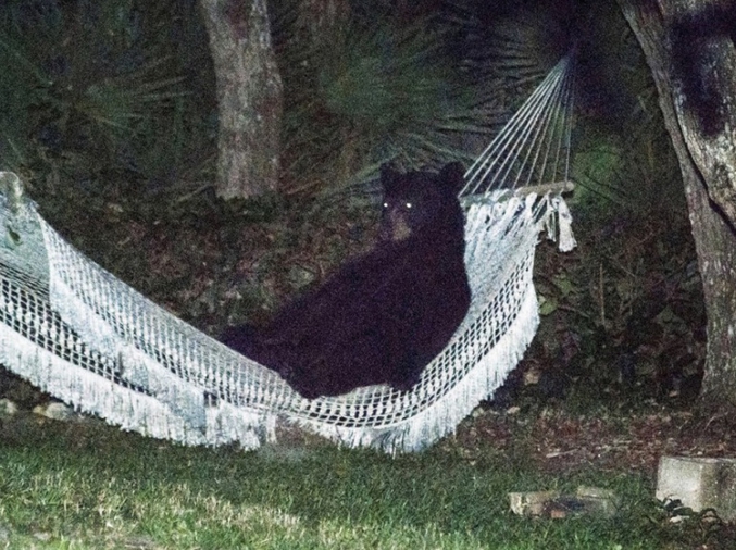 ... Un ours va faire dodo dans un hamack.