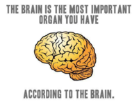 Le cerveau est l'organe le plus imortant