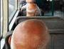 Transport de chauves