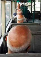 Transport de chauves