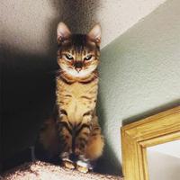 Big brother (not so big) is watching you