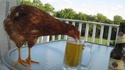 Jeune poule pétillante