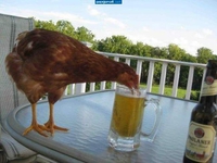 Jeune poule pétillante