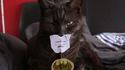 Batcat