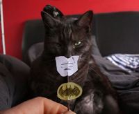 Batcat