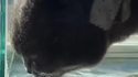 Le chat boit