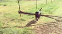 Quand ton chien ne veut pas faire le petit