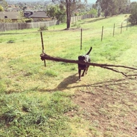 Quand ton chien ne veut pas faire le petit