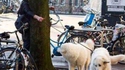 C'est pas toujours le maître qui commande
