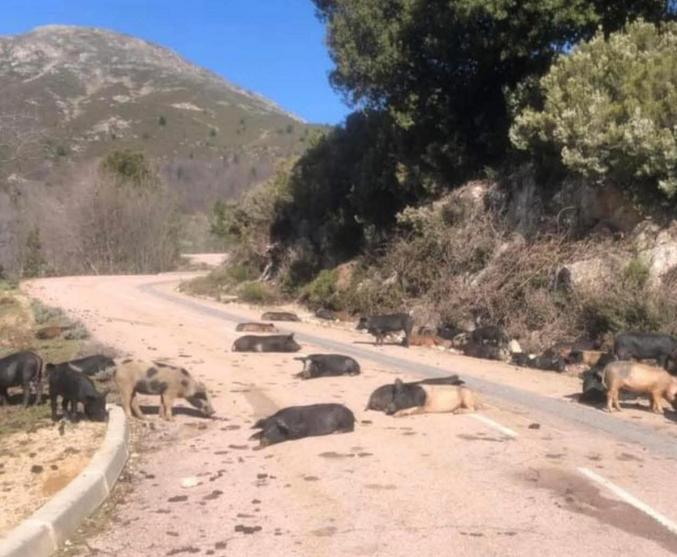 Des barrages ont paralysé la circulation, un peu partout en Corse...