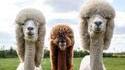 Le lama mulet