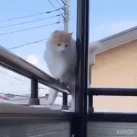 Kan t'as confiance en seulement 50% de ton équilibre...