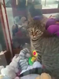 Chat coincé