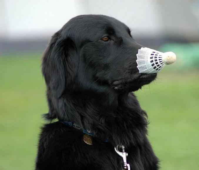 Un chien qui ramasse les volants de badminton