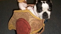 Déguisement pour chien