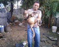 Un gros crapaud