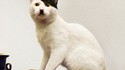 Encore un chat qui ressemble à Hitler
