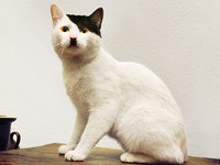 Encore un chat qui ressemble à Hitler