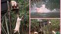 Plongeoir pour cochon