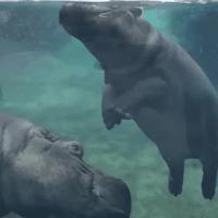 Bébé hippo s'amuse avec maman