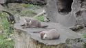 Une loutre s'amuse avec un caillou
