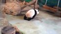 Un panda et un hamac