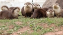 Il y a une loutre sur cette photo